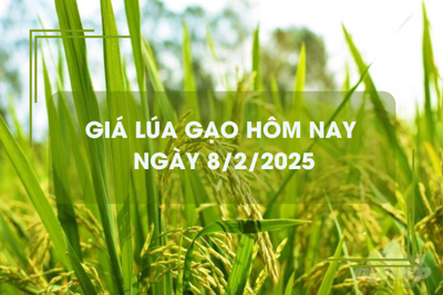 Giá lúa gạo hôm nay 8/2: giá gạo xuất khẩu giảm mạnh