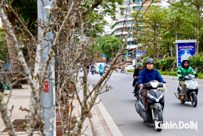 Hoa lê rừng xuống phố hút khách mua chơi rằm tháng Giêng