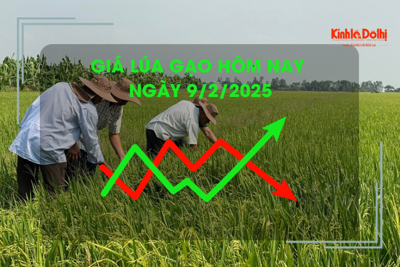 Giá lúa gạo hôm nay 9/2: giá nguyên liệu tăng nhẹ