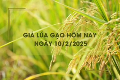 Giá lúa gạo hôm nay 10/2: giá gạo xuất khẩu “chạm đáy”