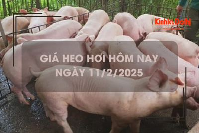 Giá heo hơi hôm nay 11/2: miền Nam giao dịch cao nhất cả nước 73.000 đồng/kg