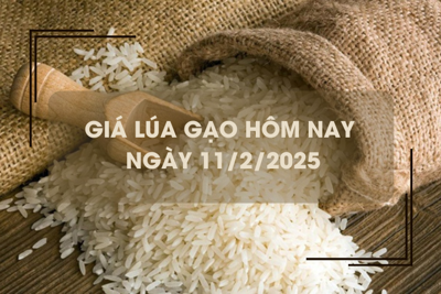 Giá lúa gạo hôm nay 11/2: giá gạo bật tăng