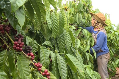 Giá cà phê hôm nay 12/2/2025: đầu cơ chốt lời, Arabica kéo Robusta cùng giảm