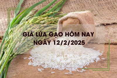 Giá lúa gạo hôm nay 12/2: lúa tươi tăng nhẹ