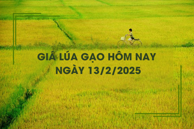 Giá lúa gạo hôm nay 13/2: đồng loạt giảm nhẹ