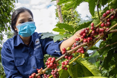 Giá cà phê hôm nay 13/2/2025: 2 sàn tiếp tục tăng, Arabica chưa có điểm dừng