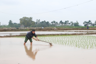 Cao điểm phòng chống bệnh hại lúa Xuân