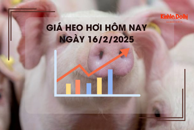 Giá heo hơi hôm nay 16/2: miền Nam cao nhất 73.000 đồng/kg