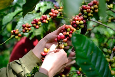 Giá cà phê hôm nay 16/2/2025: Robusta tăng cả trăm USD/tấn, trong nước thêm 1.000 đồng/kg