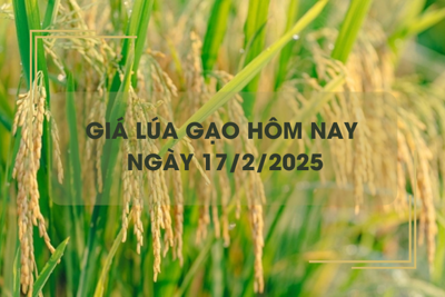 Giá lúa gạo hôm nay 17/2: nông dân chào bán vững giá