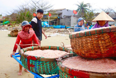 Ngư dân Quảng Ngãi trúng mùa ruốc