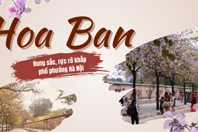 Hà Nội - mùa hoa ban bung sắc