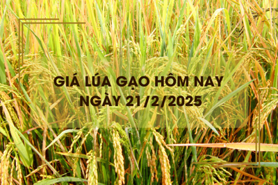 Giá lúa gạo hôm nay 21/2: tăng giảm trái chiều