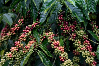 Giá cà phê hôm nay 21/2/2025: biến động mạnh, Robusta chịu tình cảnh như Arabica