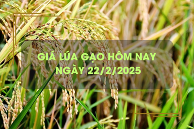 Giá lúa gạo hôm nay 22/2: giá lúa tăng, giá gạo giảm 