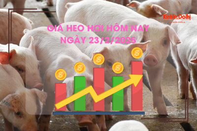 Giá heo hơi hôm nay 23/2: tăng tới 3.000 đồng/kg