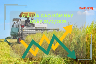 Giá lúa gạo hôm nay 23/2: gạo xuất khẩu giảm nhẹ 4 USD/tấn 