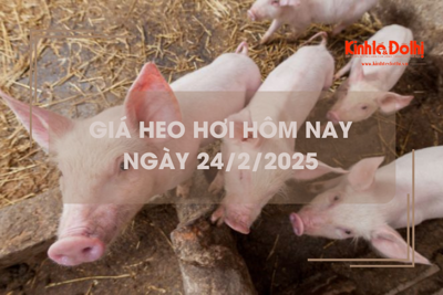 Giá heo hơi hôm nay 24/2: tăng trên cả 3 miền 