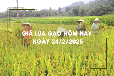 Giá lúa gạo hôm nay 24/2: giá gạo xuất khẩu thấp nhất thế giới 