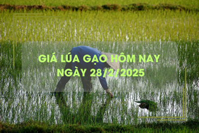 Giá lúa gạo hôm nay 28/2: lúa tươi giảm nhẹ