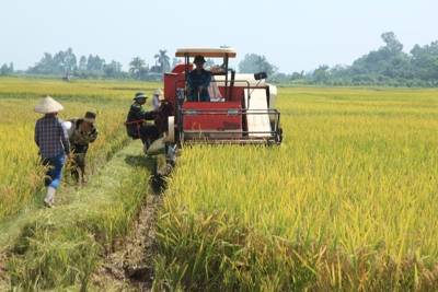 Giá gạo xuất khẩu sẽ sớm tăng trở lại