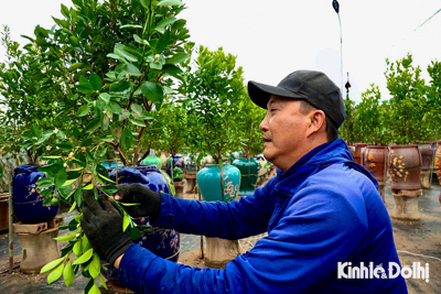 Cận cảnh người dân trồng quất cảnh Tứ Liên tạo dáng, uốn thế cho cây