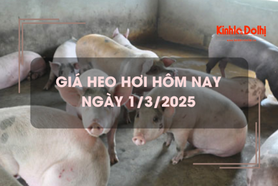 Giá heo hơi hôm nay 1/3: tiếp đà tăng trên cả 3 miền