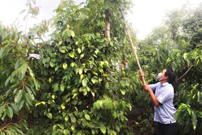 Giá tiêu hôm nay 2/3/2025: đồng loạt tăng trở lại, Bình Phước thêm 2.000 đồng/kg