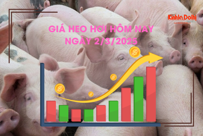 Giá heo hơi hôm nay 2/3: miền Nam lập đỉnh 81.000 đồng/kg