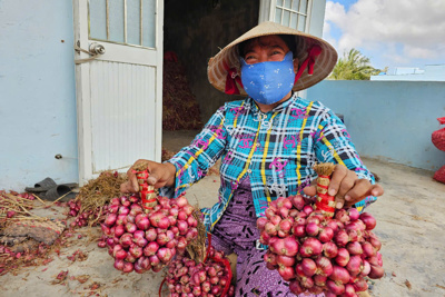 Sóc Trăng: Giá hành tím lao dốc, nông dân… lao đao