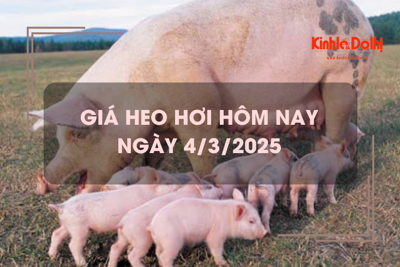 Giá heo hơi hôm nay 4/3: chưa có dấu hiệu hạ nhiệt 