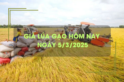 Giá lúa gạo hôm nay 5/3: giá gạo xuất khẩu giảm nhẹ