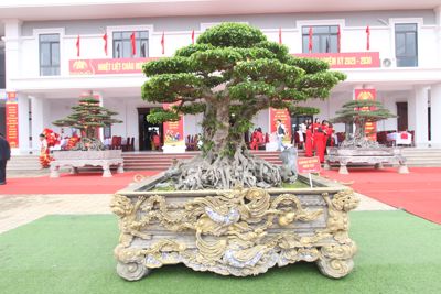 Ngắm những cây bonsai độc đáo có giá hàng tỷ đồng