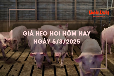 Giá heo hơi hôm nay 5/3: tiếp tục tăng trên cả 3 miền