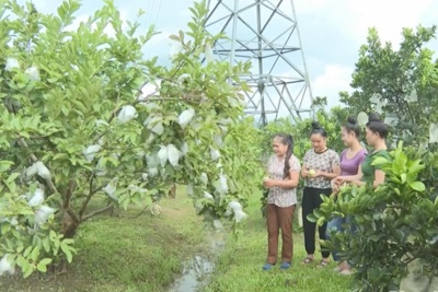 Điện Biên: đa dạng hoá sinh kế, phát triển mô hình giảm nghèo