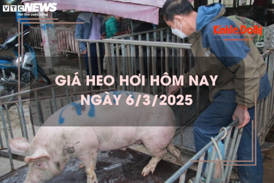 Giá heo hơi hôm nay 6/3: miền Nam tiếp tục chạm đỉnh 83.000 đồng/kg