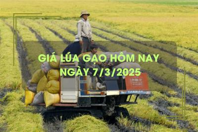 Giá lúa gạo hôm nay 7/3: lúa tươi giảm, giá gạo bật tăng