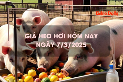 Giá heo hơi hôm nay 7/3: tiếp đà tăng trên cả nước