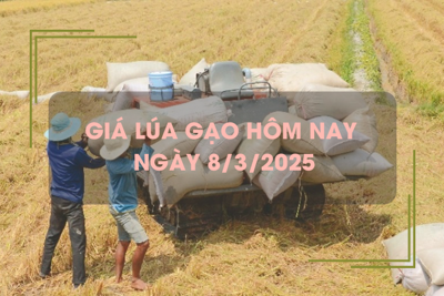 Giá lúa gạo hôm nay 8/3: lúa tươi quay đầu tăng nhẹ 