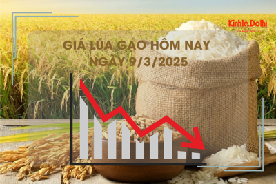 Giá lúa gạo hôm nay 9/3: gạo xuất khẩu thấp nhất trong 3,5 năm qua 