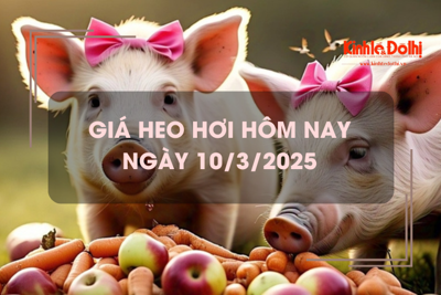 Giá heo hơi hôm nay 10/3: neo ở mức cao 