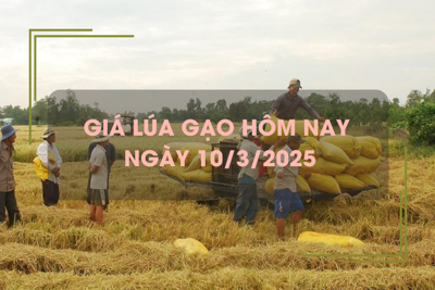 Giá lúa gạo hôm nay 10/3: lúa tươi vững giá