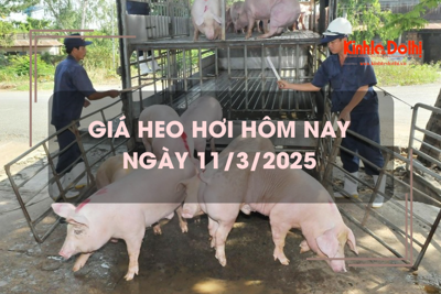 Giá heo hơi hôm nay 11/3: miền Nam tăng nhẹ 1.000 đồng/kg 