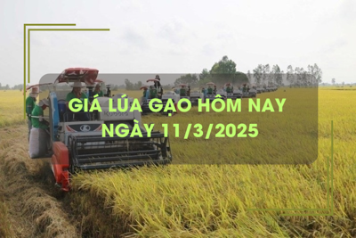 Giá lúa gạo hôm nay 11/3: lúa tươi bật tăng 