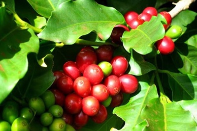 Giá cà phê hôm nay 6/12: Đà tăng còn rộng cửa, cà phê Tây Nguyên chật vật tìm lao động thu hái