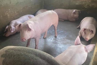 Giá lợn hơi ngày 11/12/2021: Chững giá, cao nhất 53.000 đồng/kg