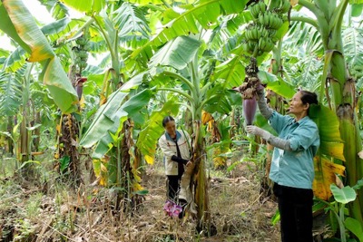 Huyện Mê Linh: Hợp tác cùng nông dân, trồng chuối ven sông Hồng thu tiền tỷ mỗi năm