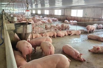 Giá lợn hơi ngày 7/12/2021: Cả 3 miền tăng 1.000 - 3.000 đồng/kg, Trung Quốc tăng cường nhập khẩu thịt lợn
