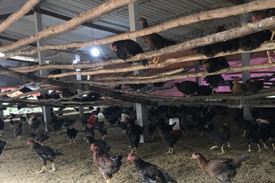 Quảng Ngãi: Phát hiện ổ dịch cúm A (H5N8) tại đàn gà 2.000 con