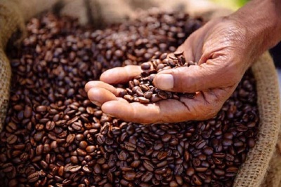 Giá cà phê hôm nay 8/12: Robusta mất mốc 2.400 USD/tấn, Tây Nguyên đang thiếu hàng chục triệu công thu hái